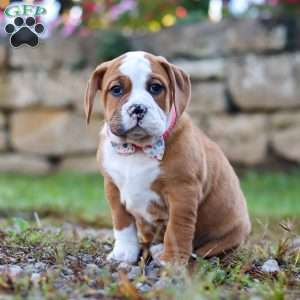 Miley, Beabull Puppy